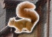 Miniture image of Squirrel Construction Limited Logo